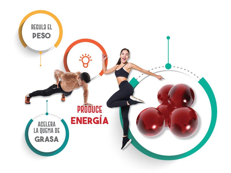 L- CARNITINA LA FUENTE 60 CÁPSULAS