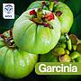 GARCINIA MILLENIUM 1000MG 100 SOFTGELS