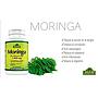 MORINGA ALFA 100 CÁPSULAS